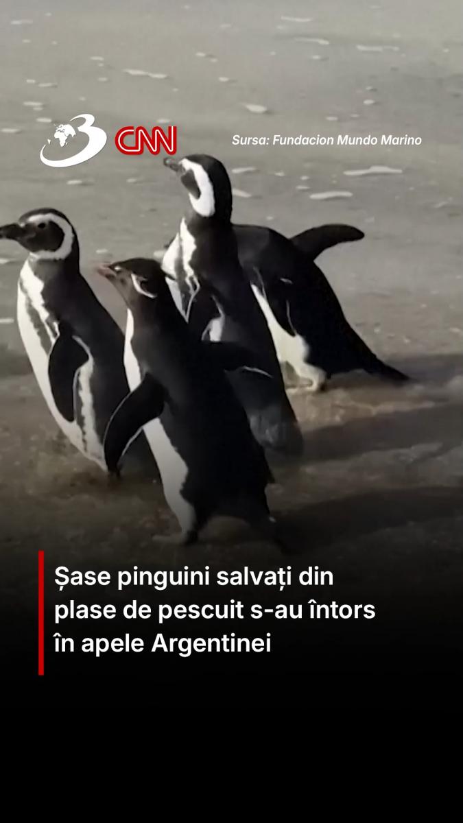Șase pinguini salvați din plase de pescuit s-au întors în apele Argentinei