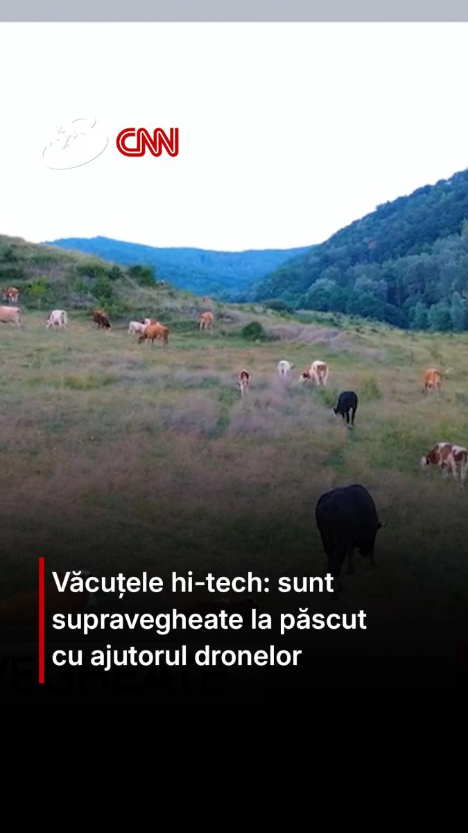 Văcuțele hi-tech: sunt supravegheate la păscut cu ajutorul dronelor