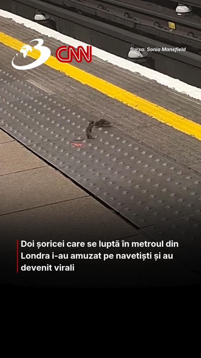 Doi șoricei care se luptă în metroul din Londra i-au amuzat pe navetiști și au devenit virali  