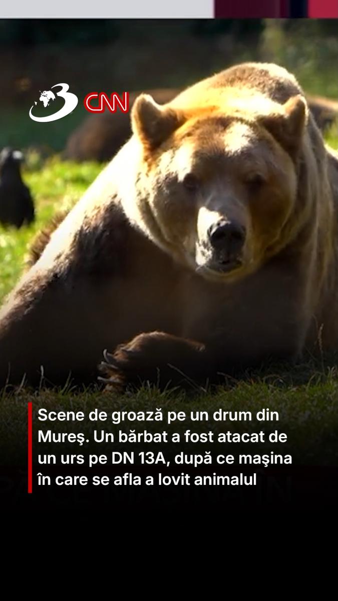 Scene de groază pe un drum din Mureş. Un bărbat a fost atacat de un urs pe DN 13A, după ce maşina în care se afla a lovit animalul