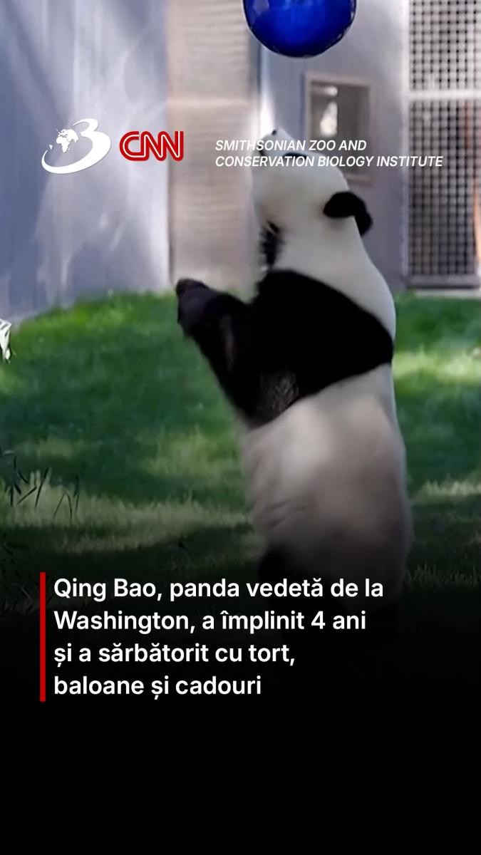 Qing Bao, panda vedetă de la Washington, a împlinit 4 ani și a sărbătorit cu tort, baloane și cadouri