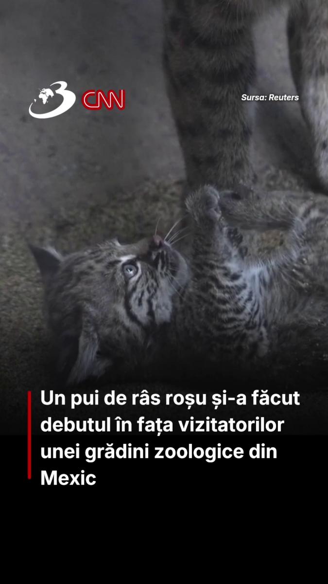 Un pui de râs roșu și-a făcut debutul în fața vizitatorilor unei grădini zoologice din Mexic