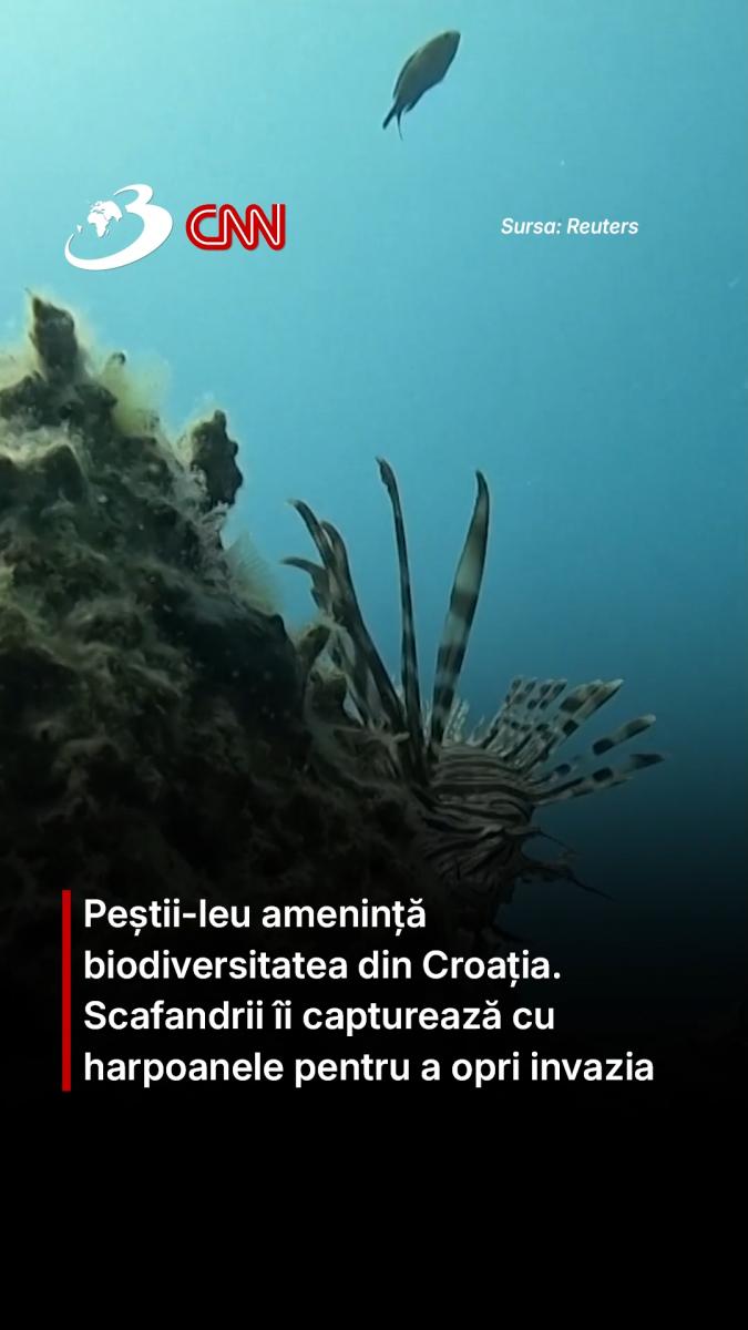 Peștii-leu amenință biodiversitatea din Croația. Scafandrii îi capturează cu harpoanele pentru a opri invazia