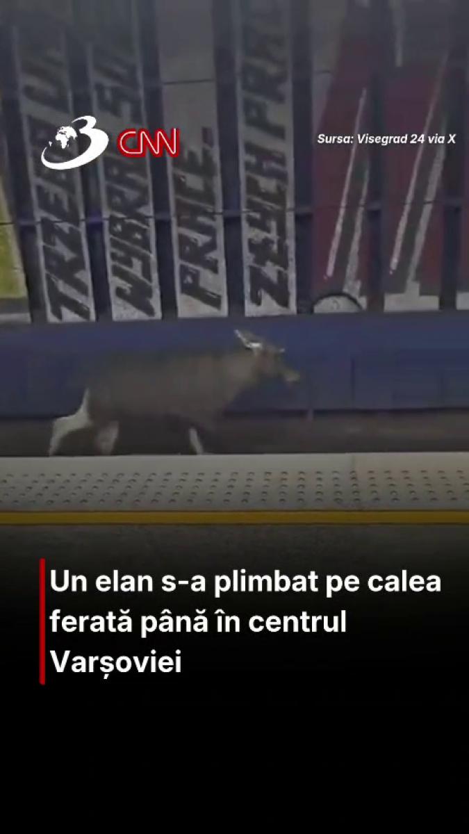 Un elan s-a plimbat pe calea ferată până în centrul Varșoviei