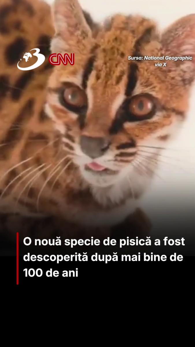O nouă specie de pisică a fost descoperită după mai bine de 100 de ani