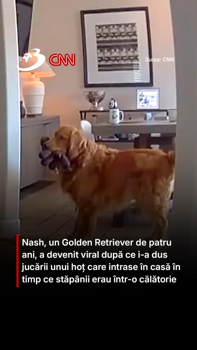 Un Golden Retriever a devenit viral după ce i-a dus jucării unui hoț care intrase în casă în timp ce stăpânii erau într-o călătorie