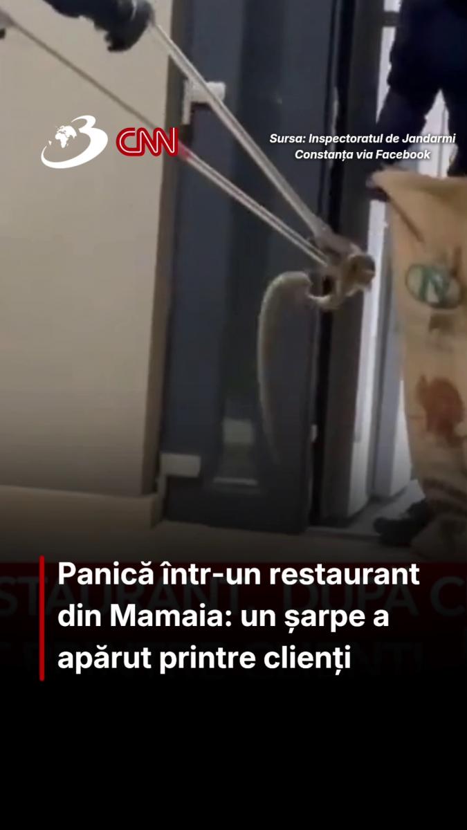 Panică într-un restaurant din Mamaia: un șarpe a apărut printre clienți