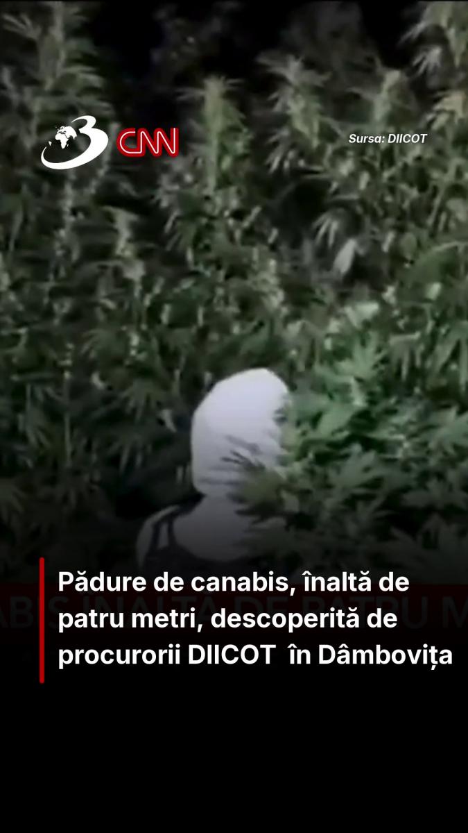  Pădure de canabis înaltă de patru metri. Două persoane arestate de DIICOT 