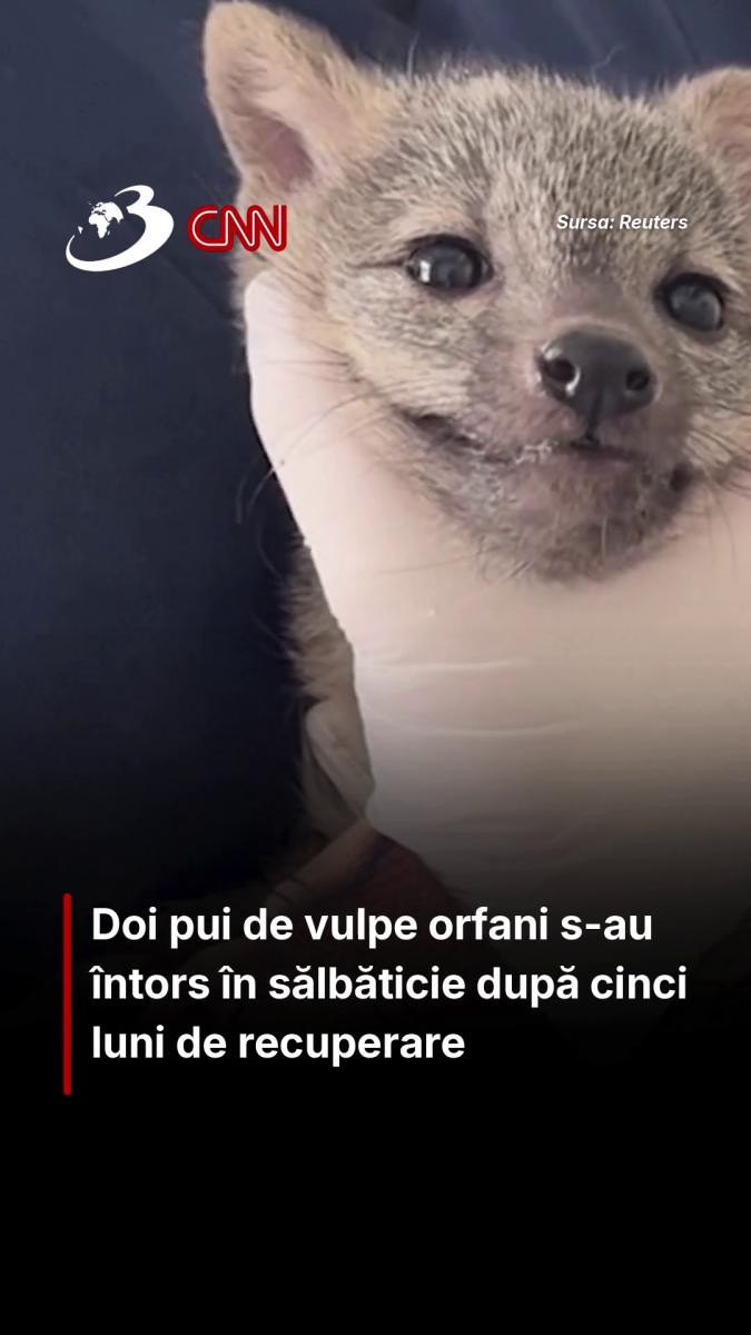 Doi pui de vulpe orfani s-au întors în sălbăticie după cinci luni de recuperare