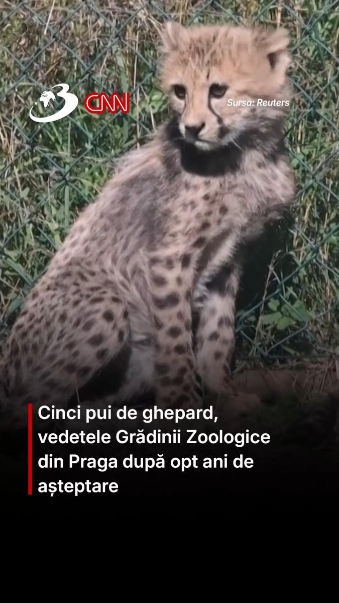 Cinci pui de ghepard, vedetele Grădinii Zoologice din Praga după opt ani de așteptare