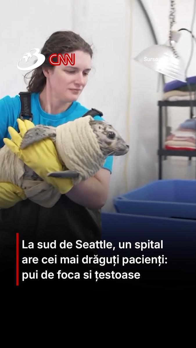 La sud de Seattle, un spital are cei mai drăguți pacienți: pui de focă și țestoase