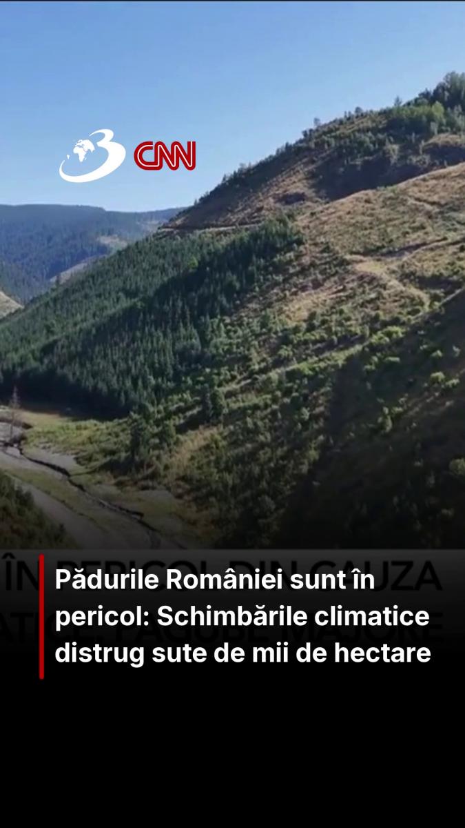 Pădurile României sunt în pericol: Schimbările climatice distrug sute de mii de hectare