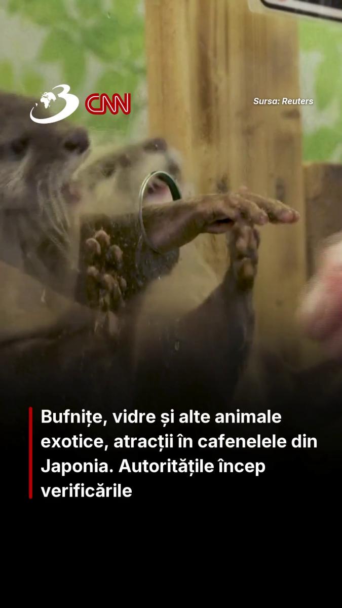 Bufnițe, vidre și alte animale exotice, atracții în cafenelele din Japonia. Autoritățile încep verificările