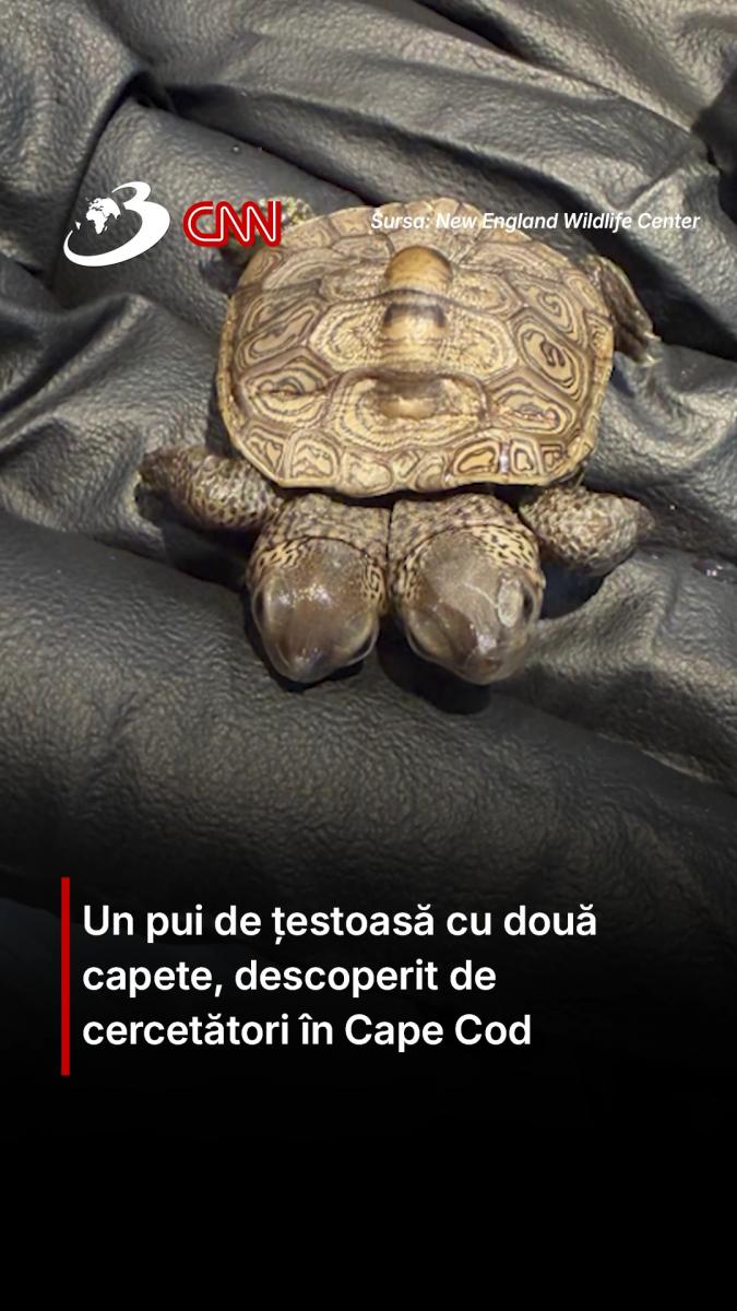 Un pui de țestoasă cu două capete, descoperit de cercetători în Cape Cod