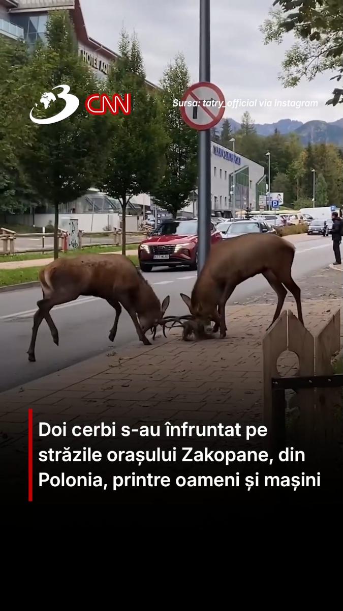 Doi cerbi s-au înfruntat pe străzile orașului Zakopane, din Polonia, printre oameni și mașini