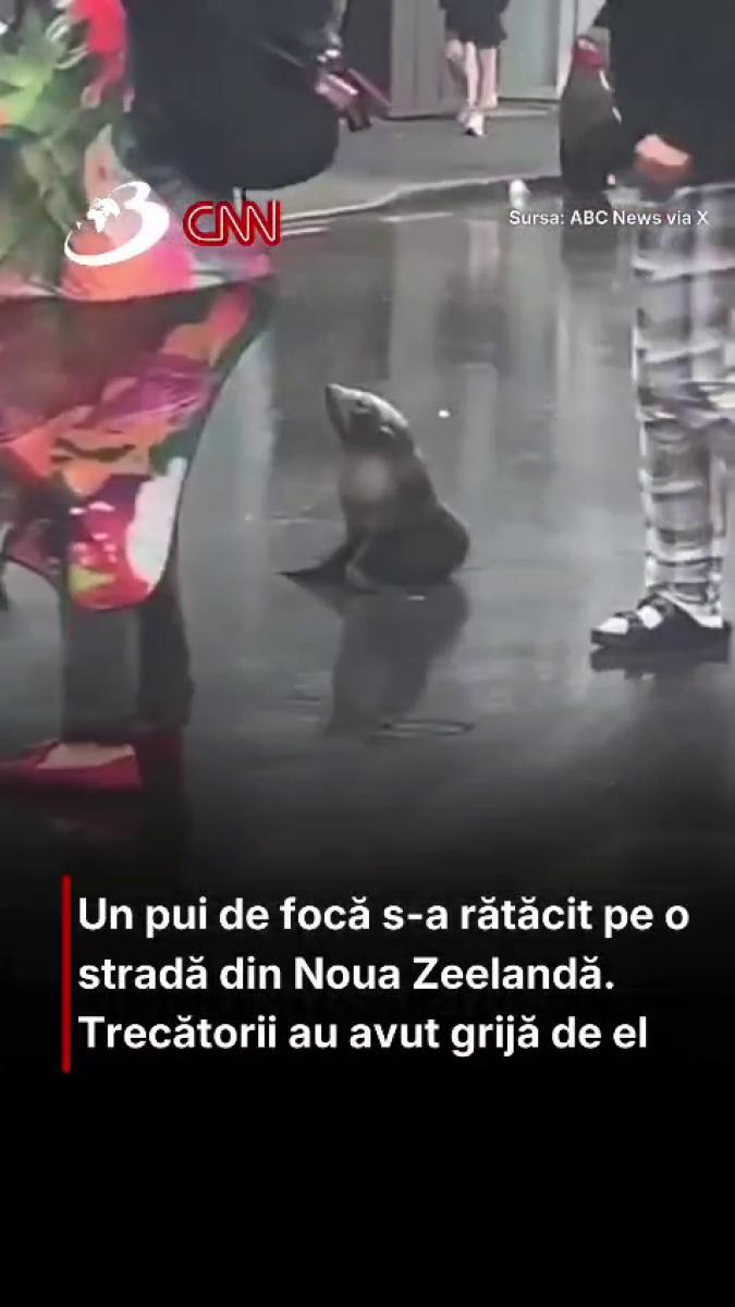 Un pui de focă s-a rătăcit pe o stradă din Noua Zeelandă. Trecătorii au avut grijă de el