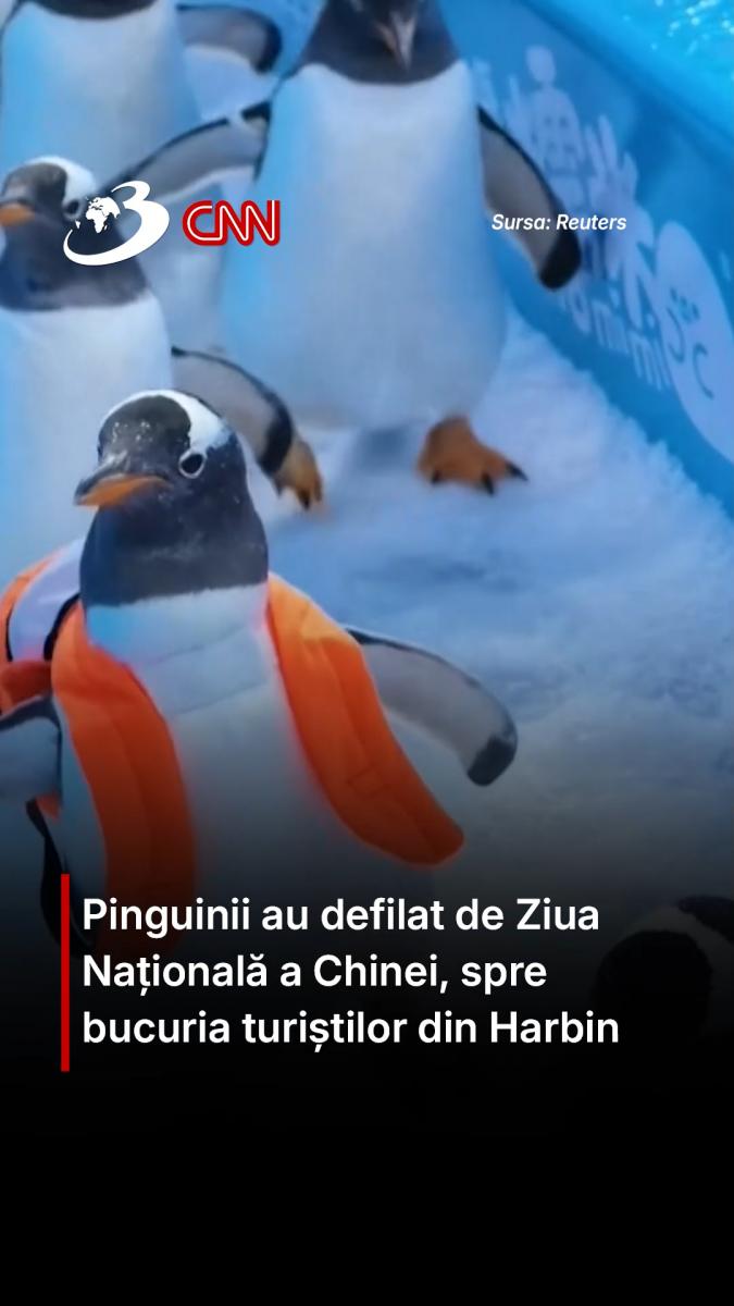 Pinguinii au defilat de Ziua Națională a Chinei, spre bucuria turiștilor din Harbin