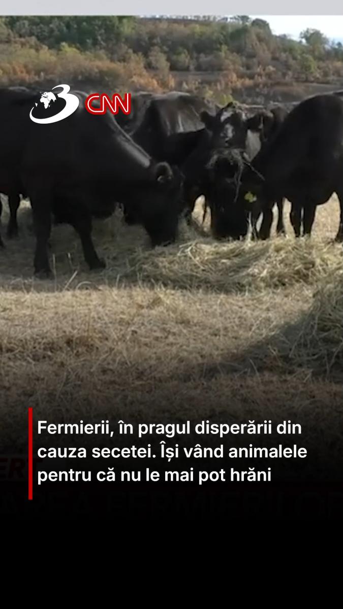 Fermierii, în pragul disperării din cauza secetei. Își vând animalele pentru că nu le mai pot hrăni