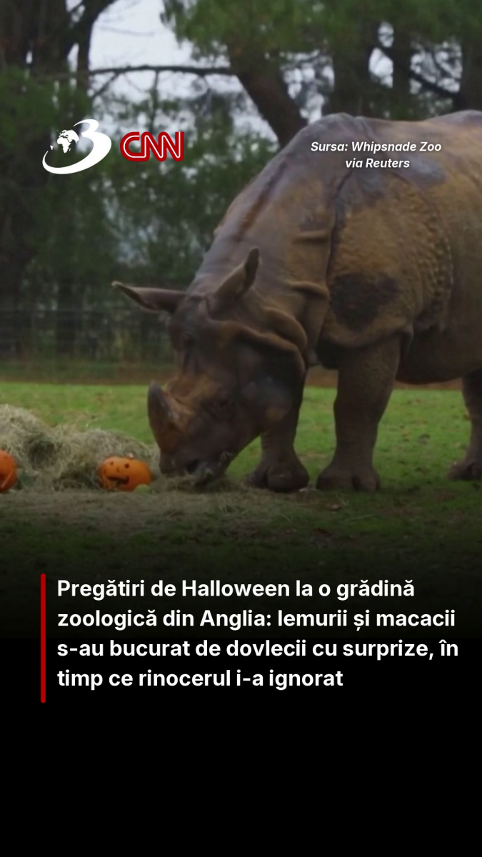 Pregătiri de Halloween la o grădină zoo din Anglia: lemurii și macacii s-au bucurat de dovleci, în timp ce rinocerul i-a ignorat