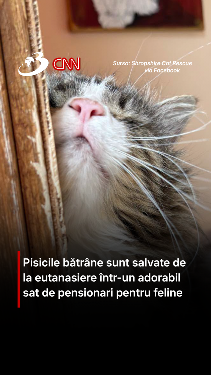 Pisicile bătrâne sunt salvate de la eutanasiere într-un adorabil sat de pensionari pentru feline