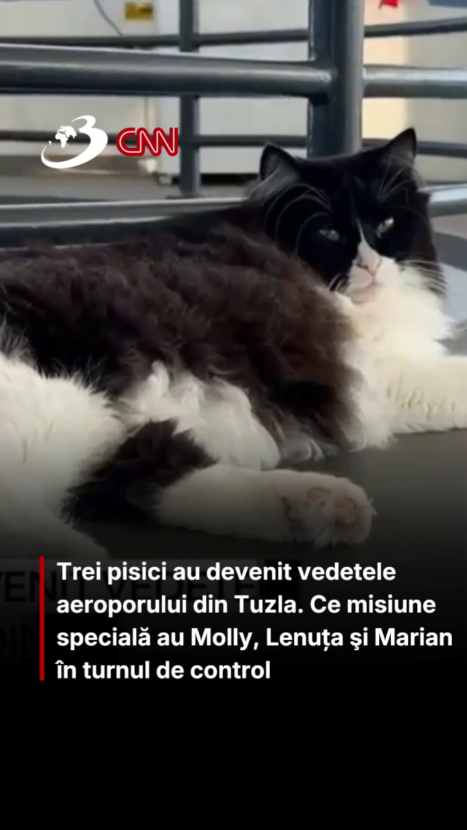 Trei pisici au devenit vedetele aeroporului din Tuzla. Ce misiune specială au Molly, Lenuța şi Marian în turnul de control