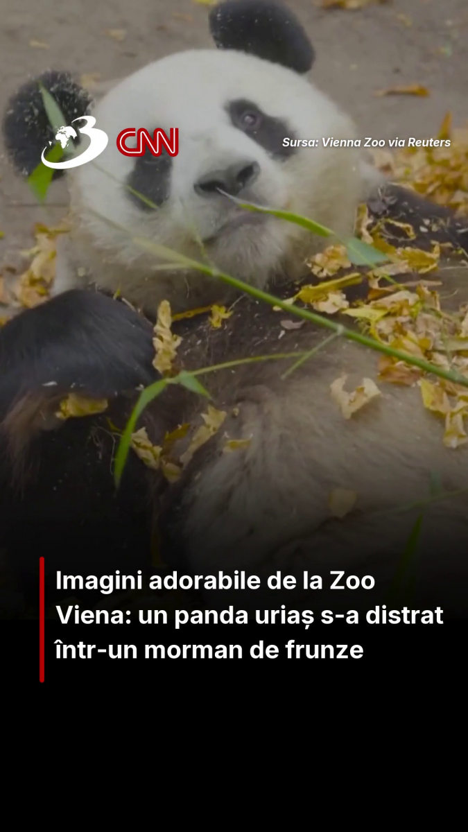 Imagini adorabile de la Zoo Viena: un panda uriaș s-a distrat într-un morman de frunze