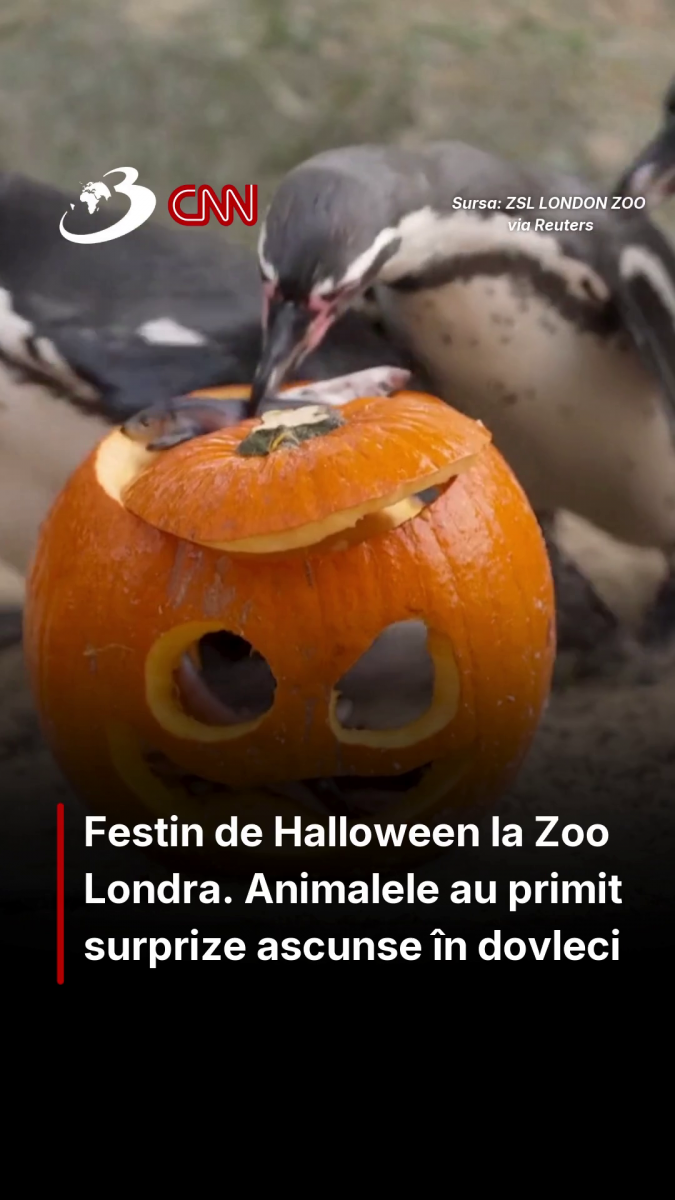 Festin de Halloween la Zoo Londra. Animalele au primit surprize ascunse în dovleci