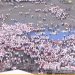 Miting PSD. Mobilizare masivă: Sute de mii de oameni la miting. Membrii Guvernului au ieșit din Palatul Victoria (FOTO+VIDEO) 532222