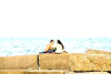 Iubirea în fotografii: Un tânăr a fost surprins în timp ce îşi cerea iubita în căsătorie pe malul mării 106470