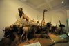 Muzeul Antipa a fost redeschis, după doi ani de renovare şi o investiţie de 12 milioane de euro 108018