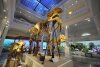 Muzeul Antipa a fost redeschis, după doi ani de renovare şi o investiţie de 12 milioane de euro 108019
