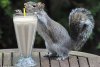 Un shake de fructe, un pai şi o veveriţă. Rezultatul îţi va face ziua mai bună 135924