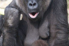 Ce egoistă! O gorilă arţăgoasă nu a vrut să-şi împartă banana cu puiul ei 139558