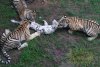 Imaginile sfâşietoare surprinse într-o grădină zoo. Nimeni nu a prevăzut atacul şocant al tigrilor 156911