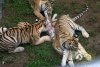 Imaginile sfâşietoare surprinse într-o grădină zoo. Nimeni nu a prevăzut atacul şocant al tigrilor 156912