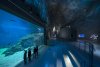 Merită văzut! Cel mai mare acvariu din Europa de Nord, o splendoare 200431