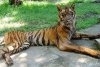 IMAGINI ŞOCANTE! Grădina zoologică unde animalele sunt lăsate să MOARĂ de foame. Cum arată tigrii şi leii 214512