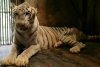 IMAGINI ŞOCANTE! Grădina zoologică unde animalele sunt lăsate să MOARĂ de foame. Cum arată tigrii şi leii 214513
