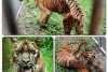 IMAGINI ŞOCANTE! Grădina zoologică unde animalele sunt lăsate să MOARĂ de foame. Cum arată tigrii şi leii 214514