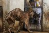 IMAGINI ŞOCANTE! Grădina zoologică unde animalele sunt lăsate să MOARĂ de foame. Cum arată tigrii şi leii 214515