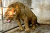 IMAGINI ŞOCANTE! Grădina zoologică unde animalele sunt lăsate să MOARĂ de foame. Cum arată tigrii şi leii 214516