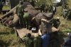 IMAGINI ŞOCANTE! Când animalele se aşază în calea oamenilor. Cum sunt alungaţi elefanţii din Kenya 214760