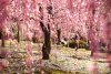 Fotografii de o frumuseţe ireală. &quot;Au înflorit cireşii în Japonia&quot; 255121