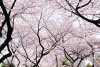 Fotografii de o frumuseţe ireală. &quot;Au înflorit cireşii în Japonia&quot; 255123
