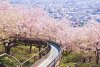 Fotografii de o frumuseţe ireală. &quot;Au înflorit cireşii în Japonia&quot; 255126