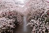 Fotografii de o frumuseţe ireală. &quot;Au înflorit cireşii în Japonia&quot; 255127