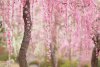 Fotografii de o frumuseţe ireală. &quot;Au înflorit cireşii în Japonia&quot; 255128