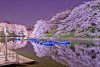 Fotografii de o frumuseţe ireală. &quot;Au înflorit cireşii în Japonia&quot; 255129