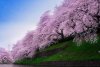 Fotografii de o frumuseţe ireală. &quot;Au înflorit cireşii în Japonia&quot; 255132