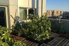 Proiectul uimitor care poate schimba la faţă Bucureştiul. Grădina urbană, pe acoperişul unui bloc din mijlocul Capitalei 269033